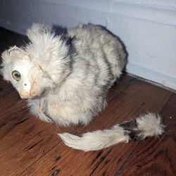 taxidermied white fluffy cat antique authentic fur w/ wheels