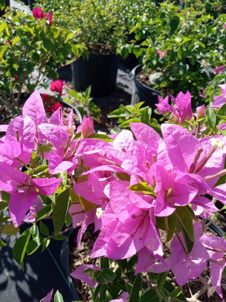 Bougainvillea Silhouette (Light Purple)