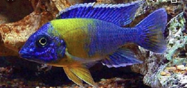 African cichlids fish