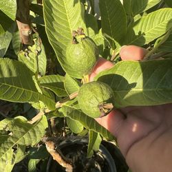 Guava Tree
