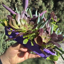 Beautiful Succulent 