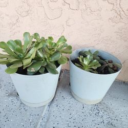 Succulent Plants $15 For Both