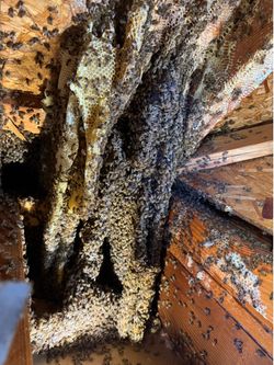 Bee Removal/Wasp