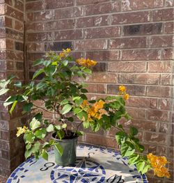 Bougainvillea California gold plant blooming