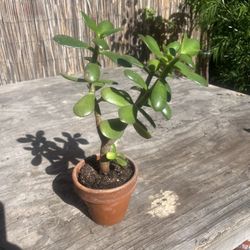 Jade Lucky Money Tree – Symbol of Wealth, Growth & Positive Energy! 