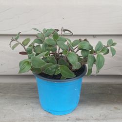 Tradescantia Baby Bunny Belly Plant 🪴 (A) 