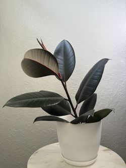 Beautiful Rubber Plant