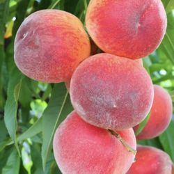 Peach tree For South Florida 
