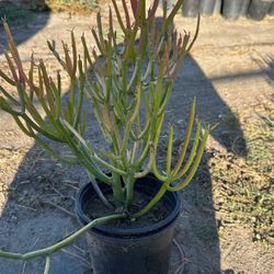 Plants