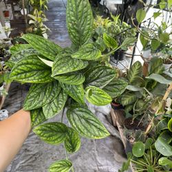 6” monstera peru