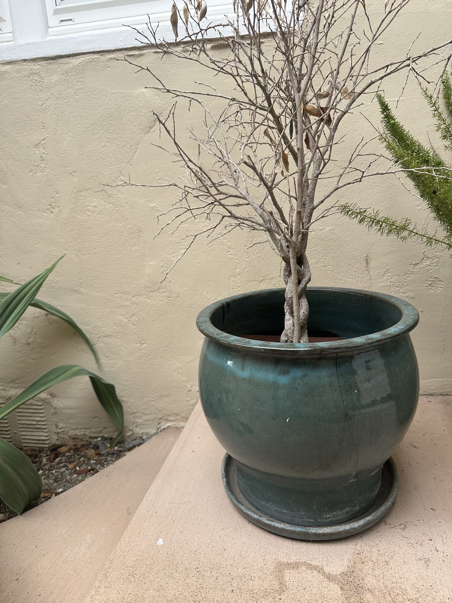 Nice Pot For Plants --- FREE