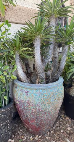 Huge XXL Madagascar palm