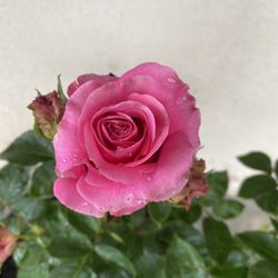 Belinda’s Dream Rose Bush Plant, In 5 Gallon Pot Pick Up Only
