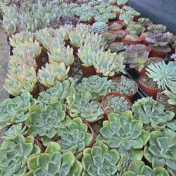 Echeverias  Or Succulent