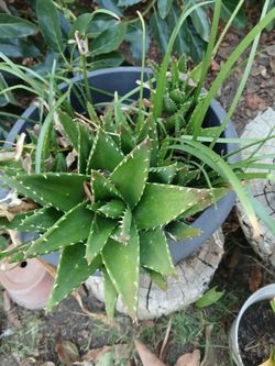 Aloe vera plants.... 20.00 firm