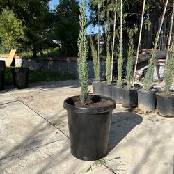 Italian Cypress Tree