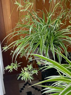 Spider plants