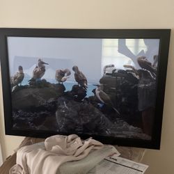 Custom Photo With Frame From Galapagos 