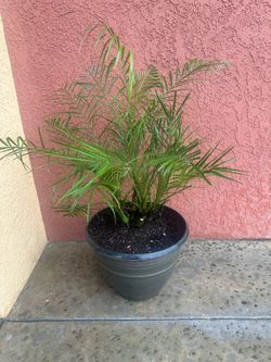 Potted Palm Plant in Dark Planter