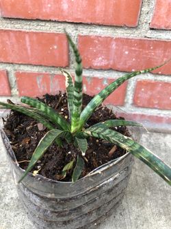 Snake plant