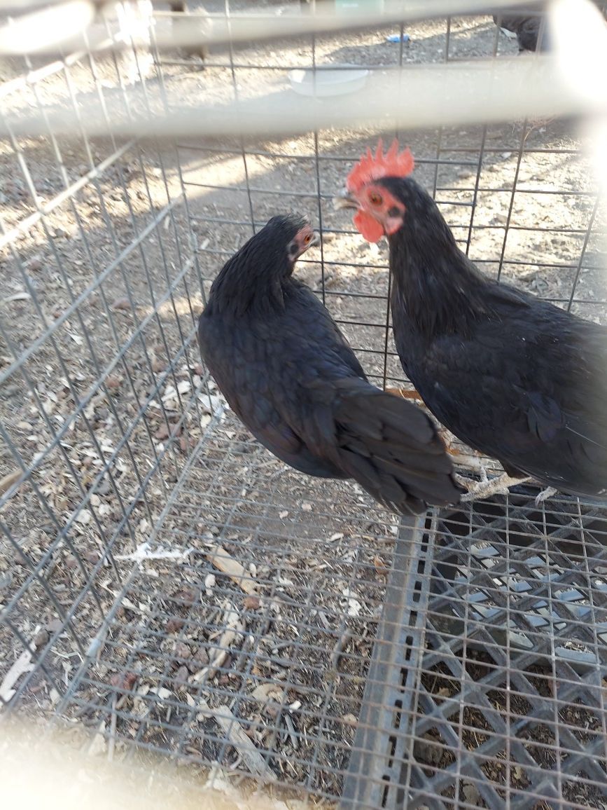 Two bantams