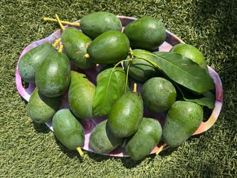 Organic Mexican avocado 🥑