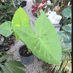 Elephant Ears Large Established 3 Gallon Pot Landscape Plant