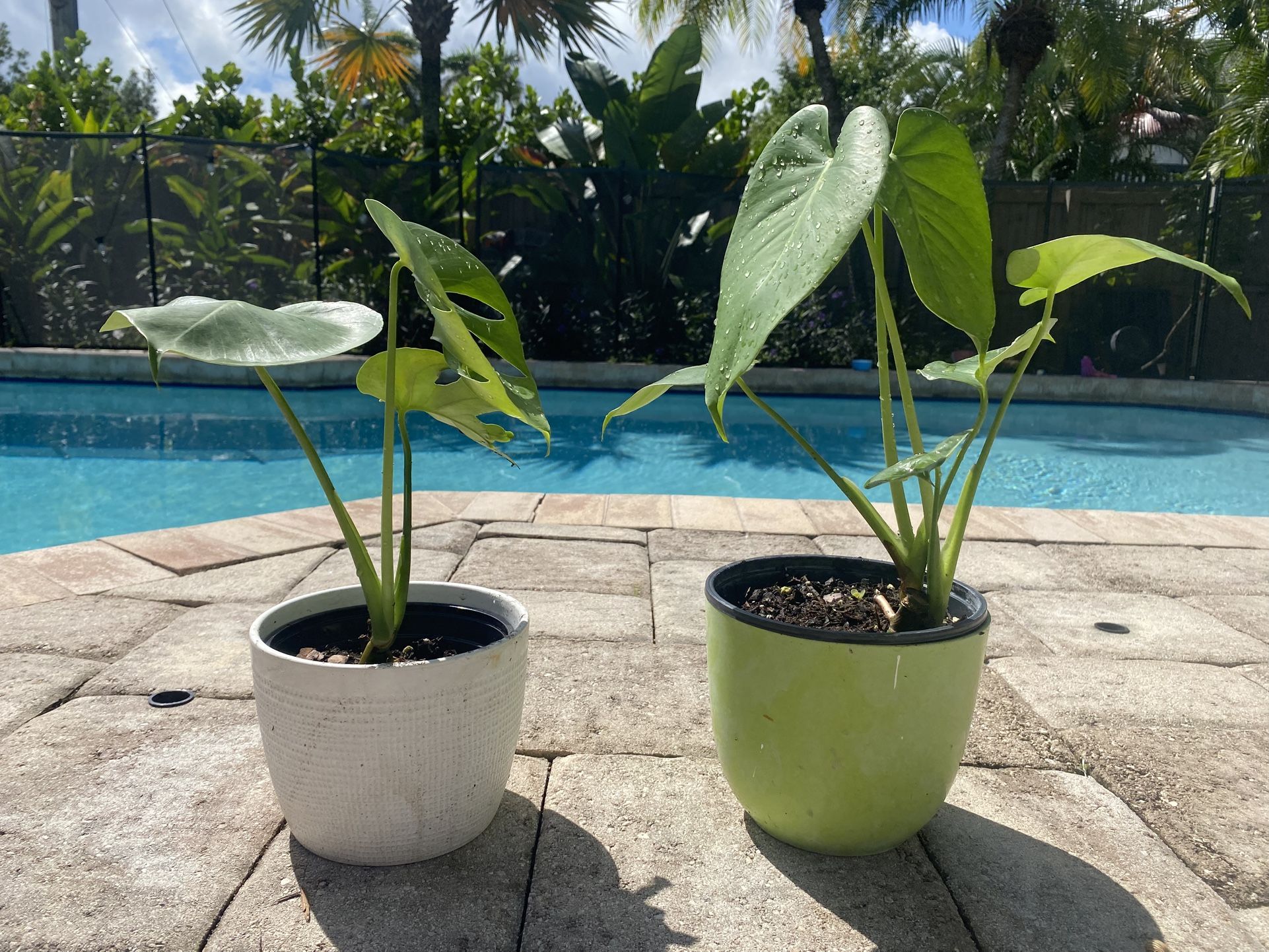 Monsteta Plants in Ceramic Pots
