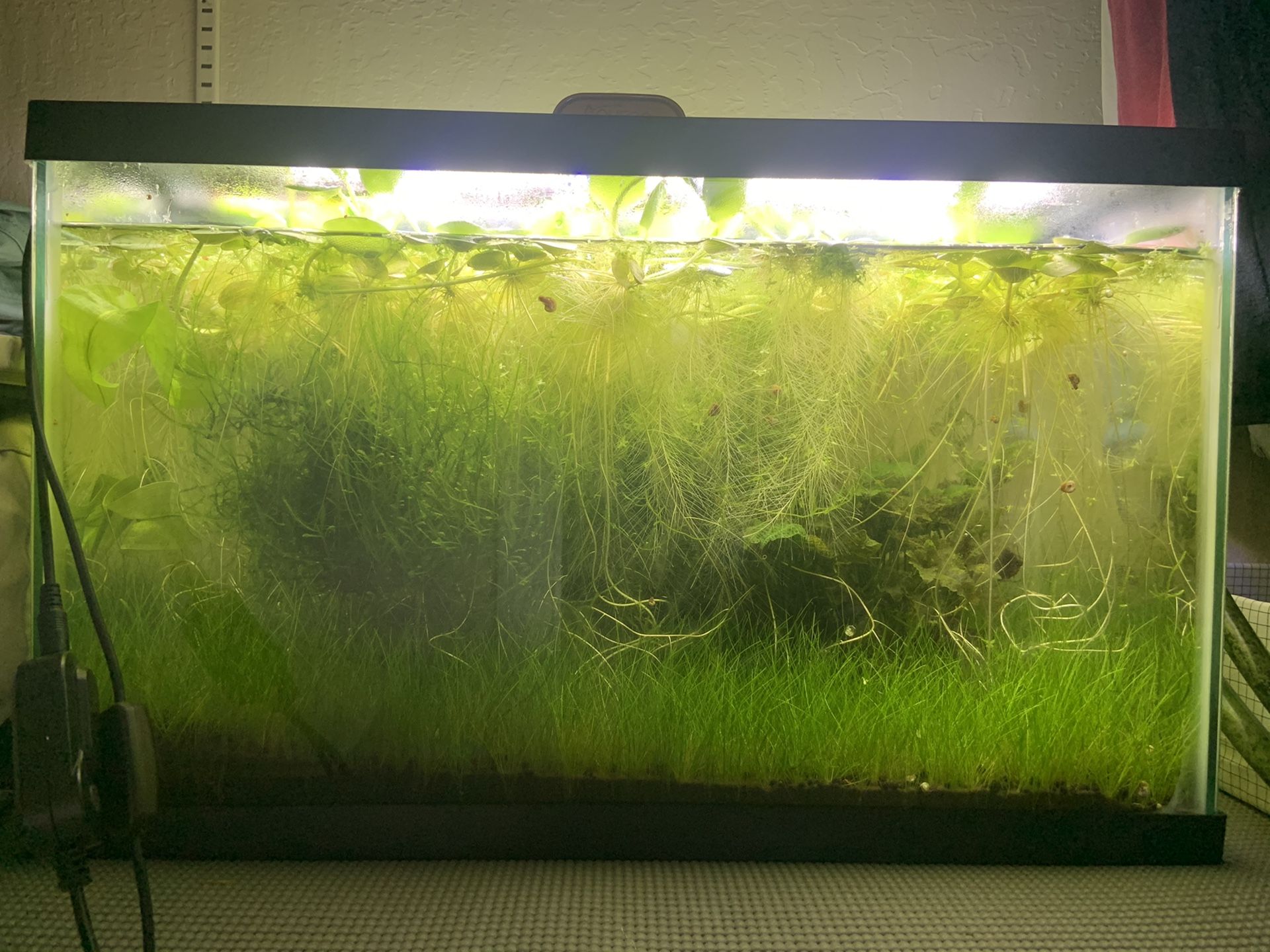 15 gallon aquarium with plants