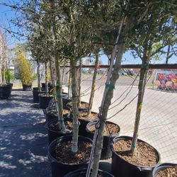 Arboles De Encinos 30gallon 9ft Tall 