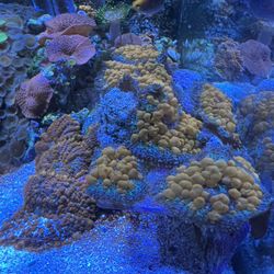 Sunkist Soft Coral