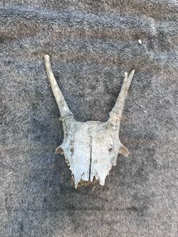 Real Whitetail Deer Skull Plate w/ Antlers 11” Weathered Taxidermy Oddity