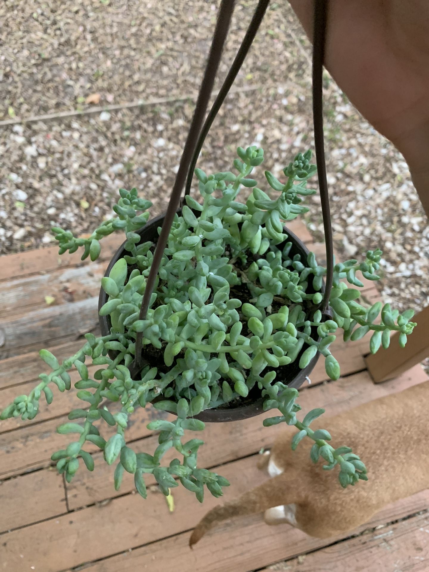 Burros Tail Hanging Basket