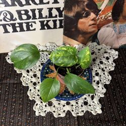 🌿✨Plants And Terrariums ! Check Out My Page!