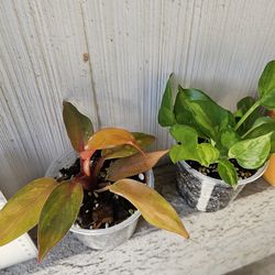 Philodendron Orange Marmalade, Global Green Pothos Plants