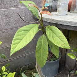 2 AVOCADO TREES