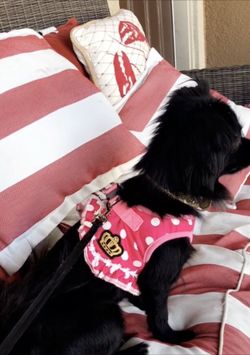 Cat Dog Pet Harness ( adorable pet Harness) SHIPPING ONLY-NO EXCEPTIONS