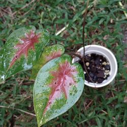 Caladium Plants ( Read Description Below)