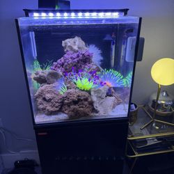 30 Gallon Saltwater Fishtank 