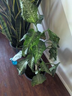 Dieffenbachia