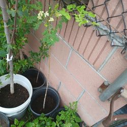 Moringa Con Flor