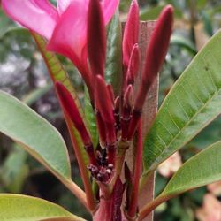 Plumeria Plant