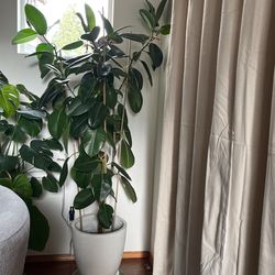 7 Feet Tall Rubber Plant