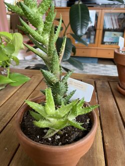 Succulent Houseplant Collection