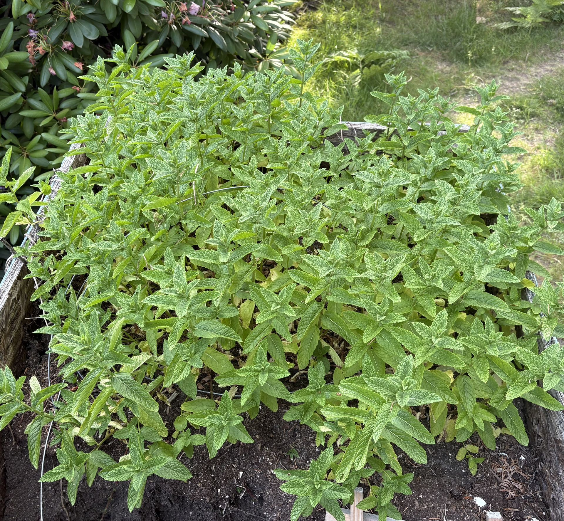Mint. FREE