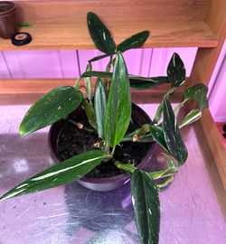 Monstera standleyana albo, 8 inch pot