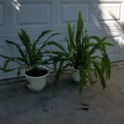 Plantas de elechos fern Plants