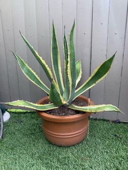 Agave Americana Variegated