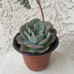 4  Inch Pot Succulent Plant - Echeveria Colorata - Red Top Queen - Rooted & Stablished - Drought Resistant - 🪴