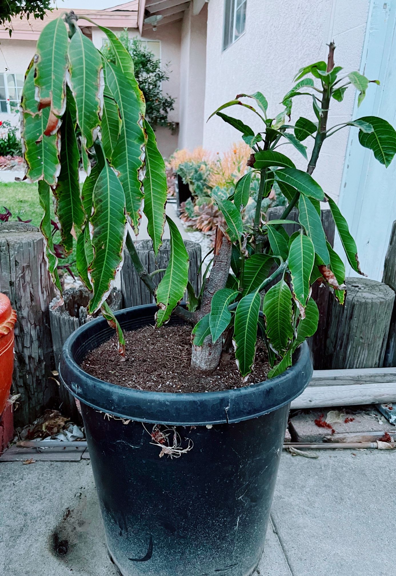 Keo Savoy Mango Tree